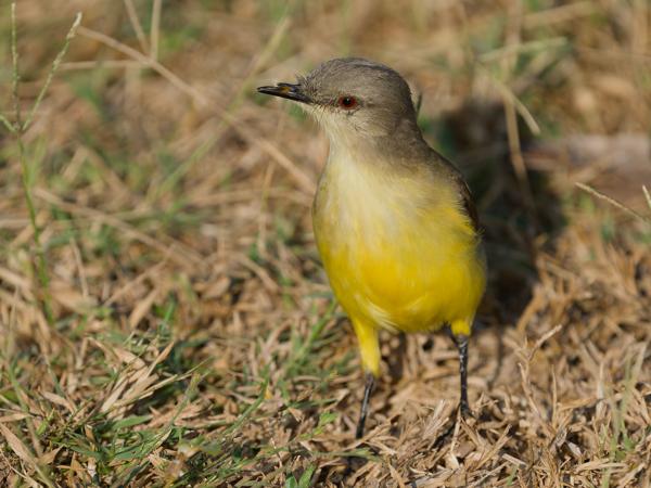 Veetiran (Machetornis rixosa)